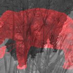 India is No Stranger to Elephant Cruelty