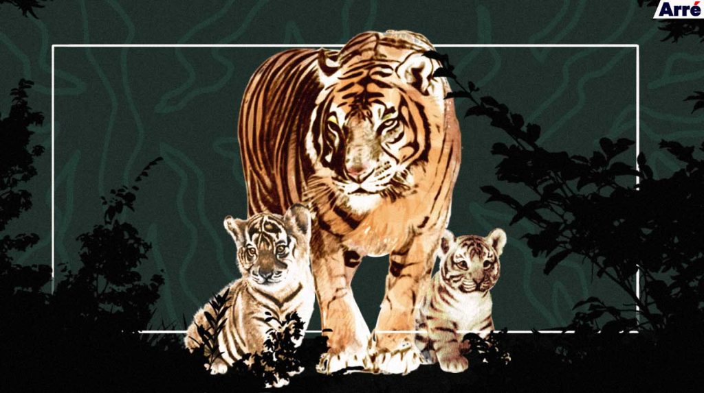 Save the Tiger… From Irresponsible Indian Tourists